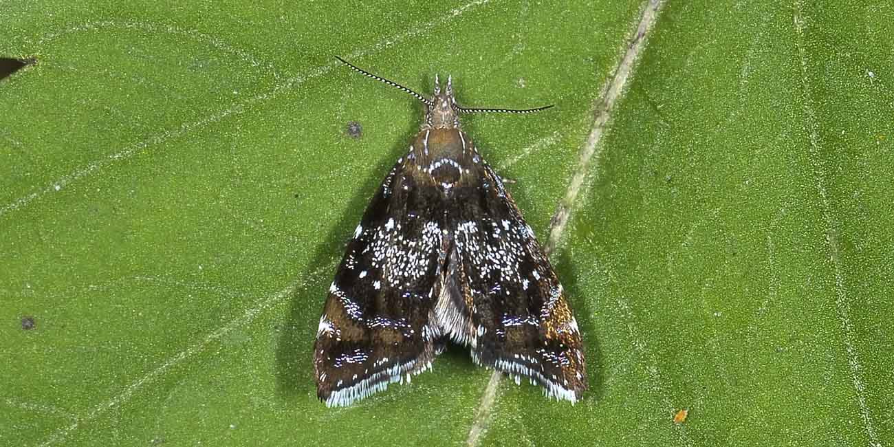 Choreutidae? s, Procoreutis sehestediana